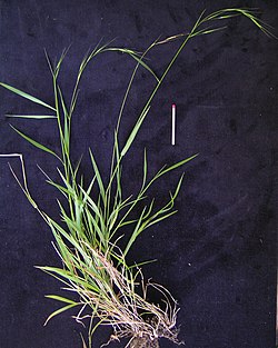 Microlaena stipoides plant1 (8236433338).jpg