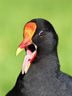 Moorhen-beak-open.jpg