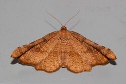 Morova subfasciata 59468871.jpg