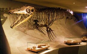 Mosasaurus hoffmannii - skeleton.jpg