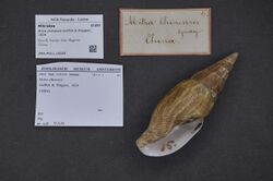 Naturalis Biodiversity Center - ZMA.MOLL.18269 - Mitra chinensis Griffith & Pidgeon, 1834 - Mitridae - Mollusc shell.jpeg