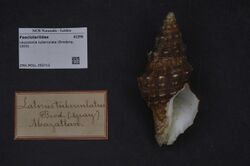 Naturalis Biodiversity Center - ZMA.MOLL.355712 - Leucozonia tuberculata (Broderip, 1833) - Fasciolariidae - Mollusc shell.jpeg