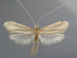 Nematopogon schwarziellus BE-MK-7-177a.jpg