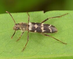 Neoclytus horridus (49811400193).jpg