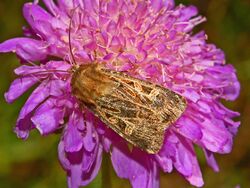 Noctuidae - Chersotis alpestris-001.JPG