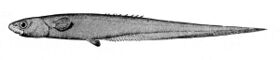 Notacanthus sexspinis.jpg