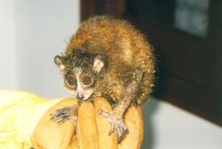 A small, thin slow loris with very dirty fur sits perched on a gloved hand