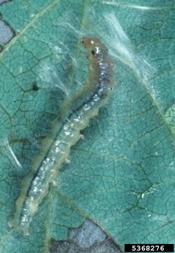 Omiodes indicata larva.jpg