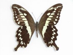 Papilioconstantinus Ward, 1871.JPG