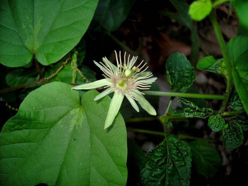 File:Passiflora rubra.jpg