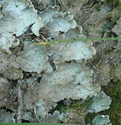 Peltigera leucophlebia 300808.jpg