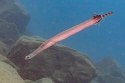 Pez trompeta atlántico (Aulostomus strigosus), franja marina Teno-Rasca, Tenerife, España, 2022-01-06, DD 41.jpg