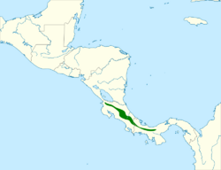 Phainoptila melanoxantha map.svg