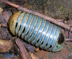 Pillmillipede talakaveri.jpg