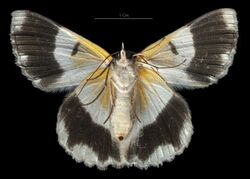 Pingasa ruginaria pacifica ventral.jpg