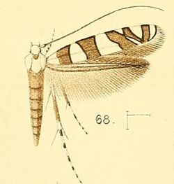 Pl.6-fig.68-Acrocercops bifasciata (Walsingham, 1891) (Gracilaria).jpg