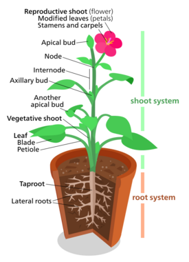 A diagram of a "typical" eudicot, the most common type of plant (three-fifths of all plant species).[181] However, no plant actually looks exactly like this.