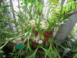 Platycerium alcicorne - Berlin Botanical Garden - IMG 8687.JPG