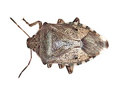 Podisus serieventris (Pentatomidae) - (imago), Niagara (NY), United States.jpg