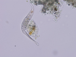 ProtozoaDileptusanser.png