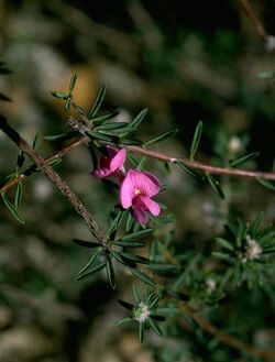 Pultenaea subalpina.jpg