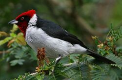 Red-capped Cardinal.jpg