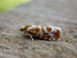 Rhyacionia pinicolana.jpg