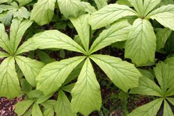 Rodgersia podophylla 2.JPG