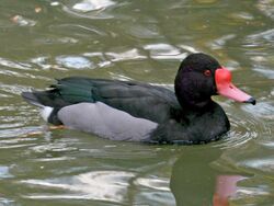 Rosy-billed Pochard (Netta peposaca) RWD.jpg