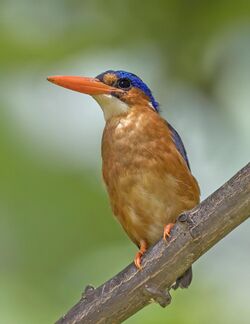 São Tomé malachite kingfisher (Corythornis cristatus thomensis).jpg