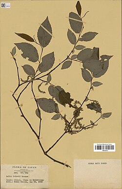 Salix shiraii.jpg