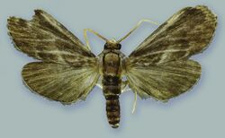 Schacontia umbra male paratype - ZooKeys-291-027-g001-3.jpeg