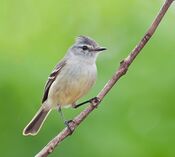 Serpophaga subcristata -Piraju, Sao Paulo, Brazil-8.jpg