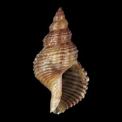 Shell Daphnella magnifica.jpg