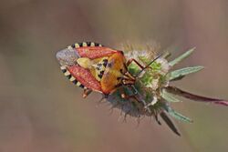 Shield bug (Carpocoris pudicus).jpg