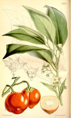 Solanum uporo.jpg
