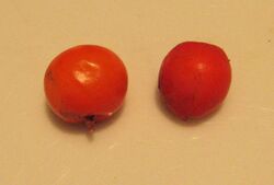 Sorbus fruit comparison.jpg