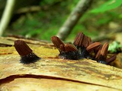 Stemonitis fusca 28Jun2011.jpg