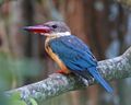 Stork-billed Kingfisher (Pelargopsis capensis) (21449693520).jpg