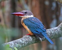 Stork-billed Kingfisher (Pelargopsis capensis) (21449693520).jpg