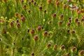 Strawberry Conebush (Leucadendron teretifolium) (32926968286).jpg