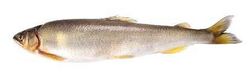 Sweetfish, Plecoglossus altivelis.jpg