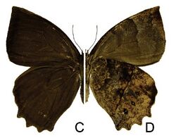 Taygetis rectifascia female, c dorsal, d ventral.jpg