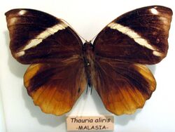 Thauria aliris.jpg