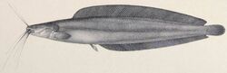 The fishes of the Nile (Pl. LIII) (6815501884) Clarias werneri.jpg