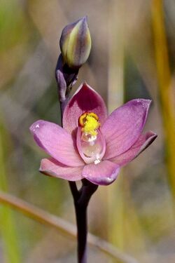 Thelymitra luteocilium.jpg