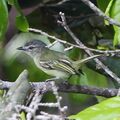 Tolmomyias poliocephalus - Gray-crowned Flycatcher.JPG