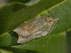 Tortricidae - Acleris emargana.jpg