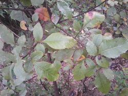 Toxicodendron parviflorum.jpg