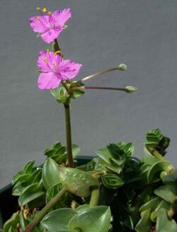 Tradescantia navicularis Kh203.jpg